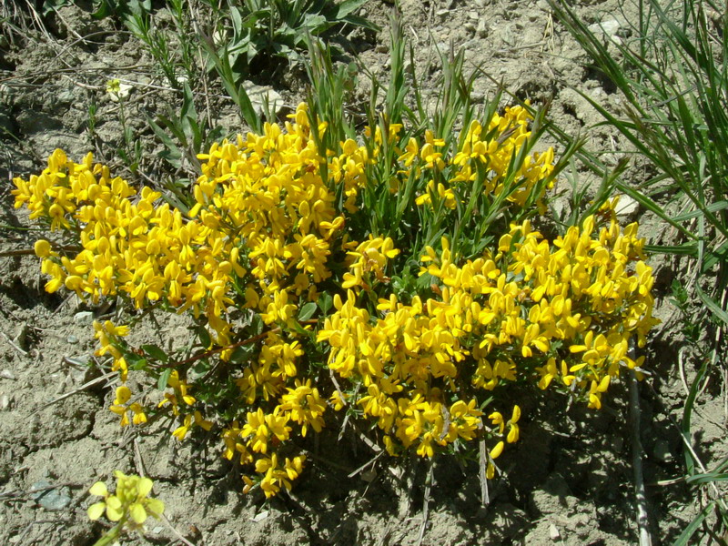 Genista tinctoria e Genista pilosa